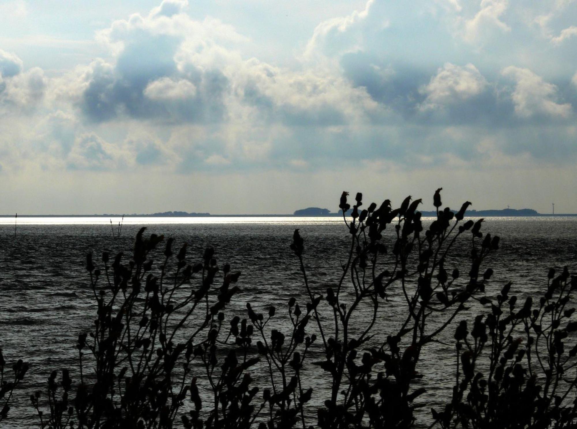 Haus Halligblick, Ferienwohnungen Am Wattenmeer, Whg Langenness Dagebüll Εξωτερικό φωτογραφία